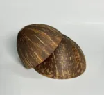 COCONUTSHELL POLISHED 3